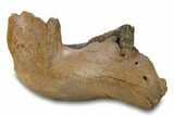 Juvenile Woolly Mammoth Half Mandible with M-M Molars - Poland #295854-4